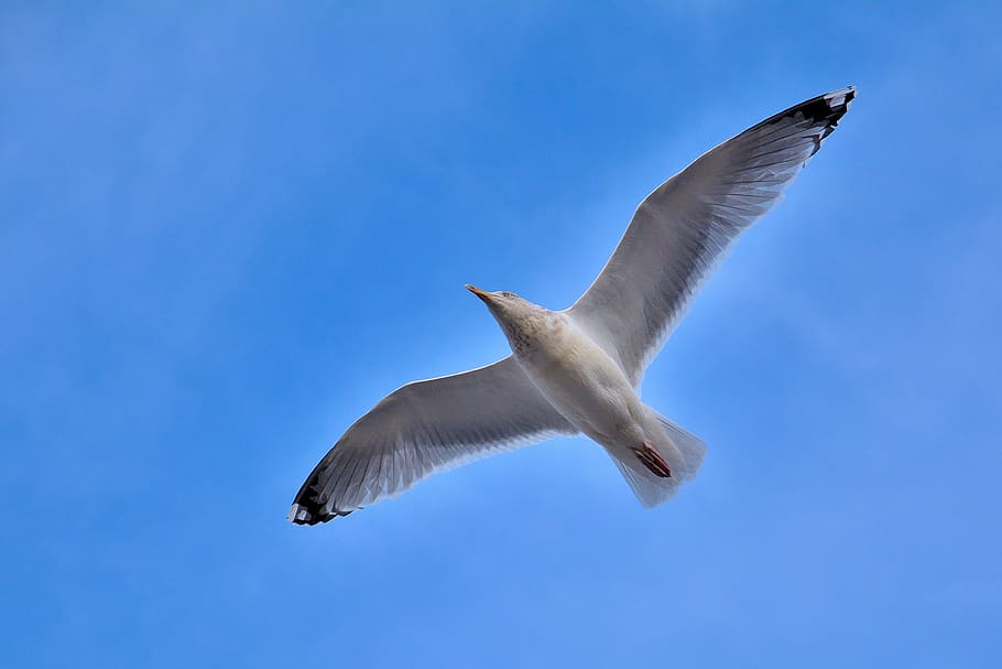 seagull, bird, nature, flying, flight, wings, sky, animals in the wild HD wallpaper