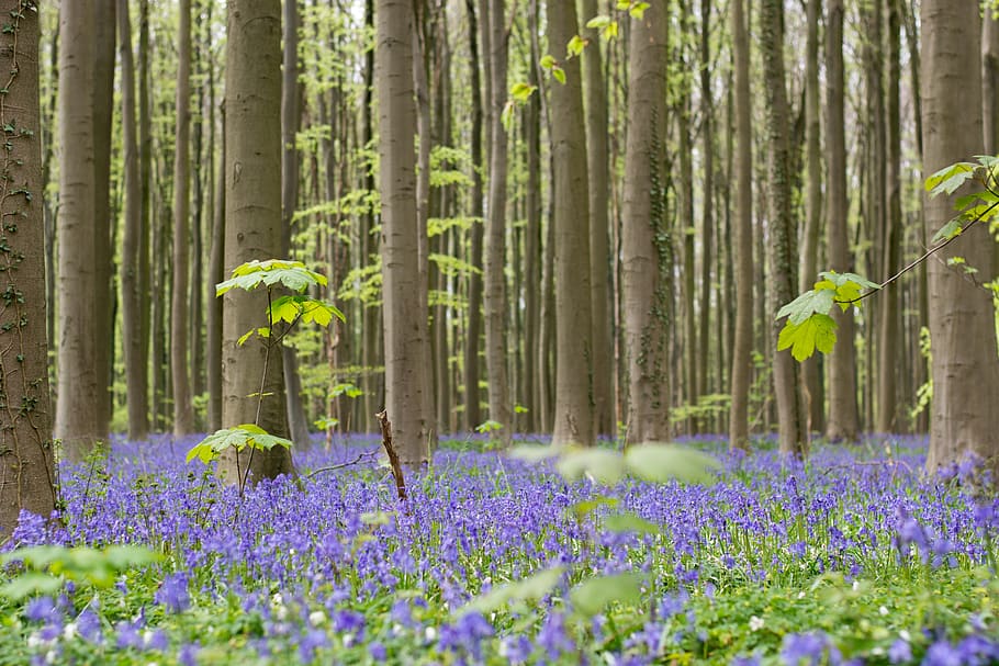 Purple Hyacinth Flowers, environment, flora, growth, landscape HD wallpaper