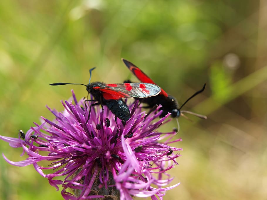 two, pink, moth, purple, flower, flowering plant, animal themes HD wallpaper