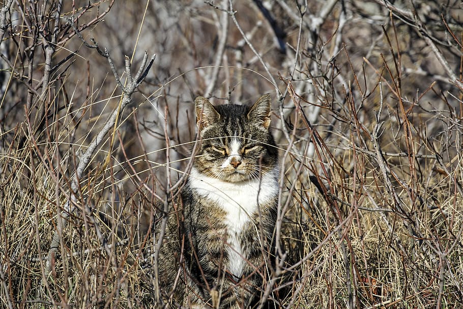 brown tabby cat on grass, animal themes, mammal, one animal, domestic animals HD wallpaper