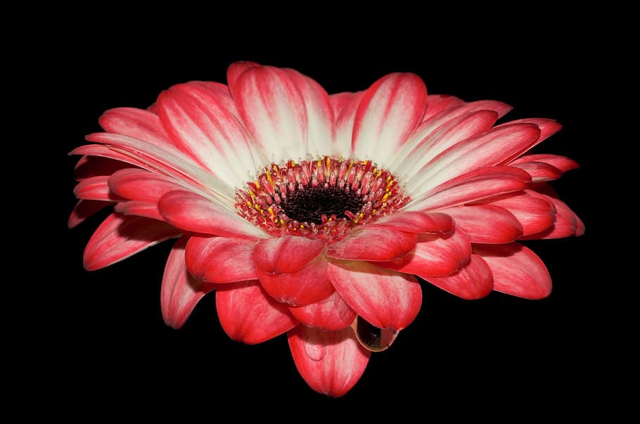 Red and White Petal Flower, bloom, blossom, flora, petals, wet HD wallpaper