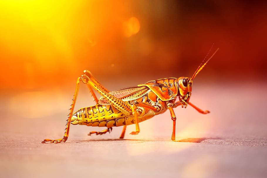 grasshopper, insect, animal wildlife, one animal, invertebrate HD wallpaper