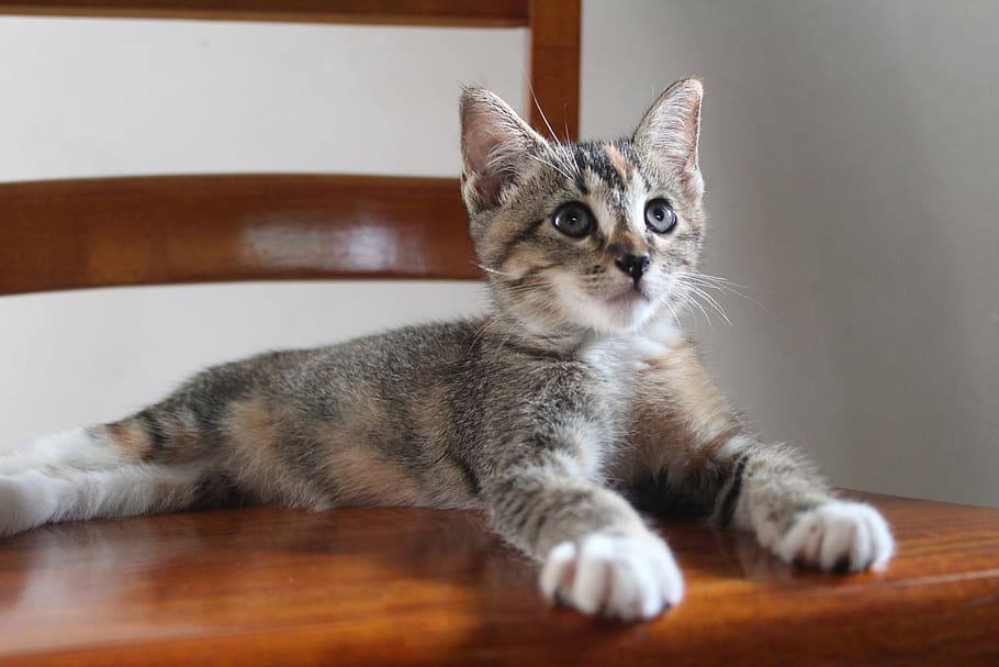 small, pets, sweet, kitty, feline, cute, kitten, animals, domestic HD wallpaper
