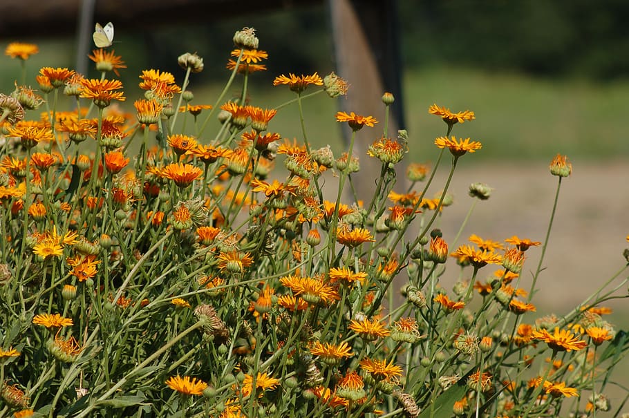flowers, summer, bloom, calendula, floral, nature, plant, growth HD wallpaper