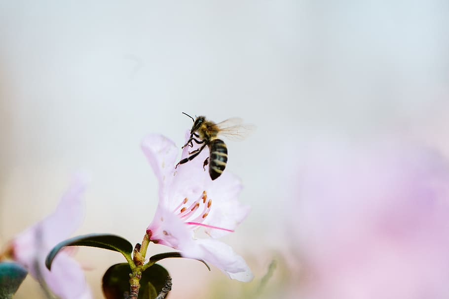 bee and white-petaled flower, flowering plant, fragility, beauty in nature HD wallpaper