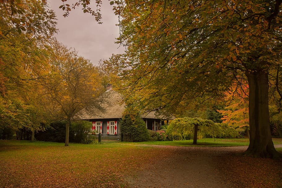house, residence, forest, jungle, wild, construction, architecture HD wallpaper