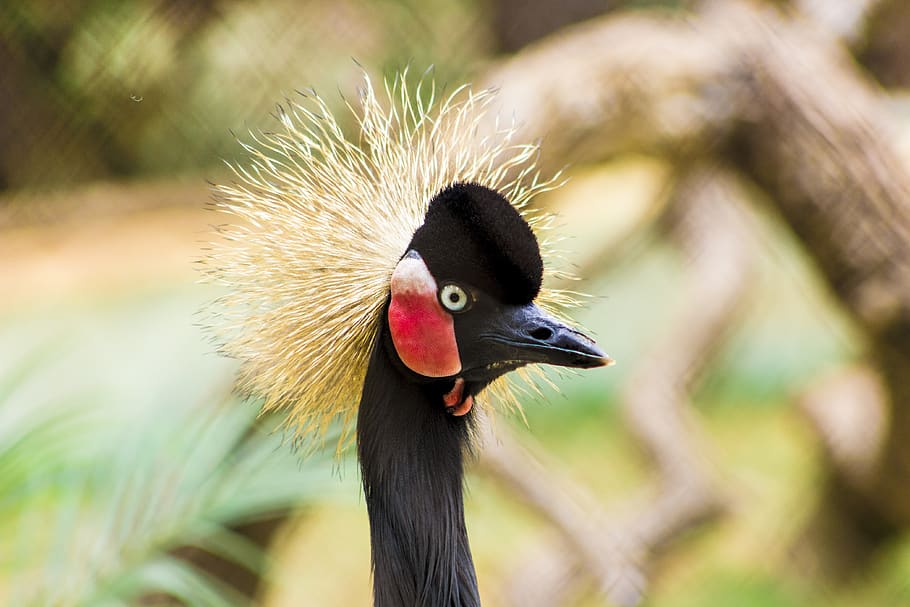 Black-crowned Crane, animal, cute, feather, feathers, macro, wildlife, HD wallpaper