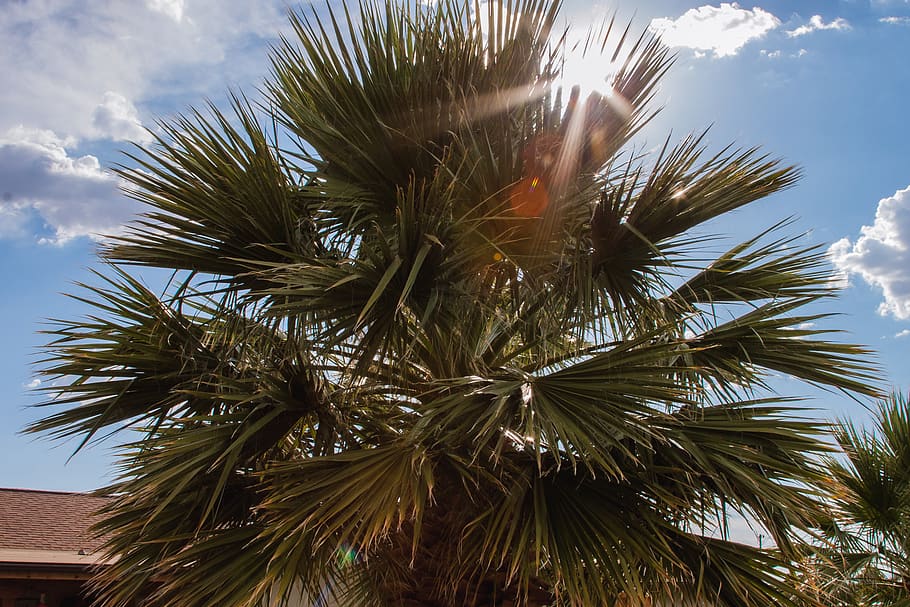 palm tree, sky, low angle view, plant, tropical climate, growth HD wallpaper