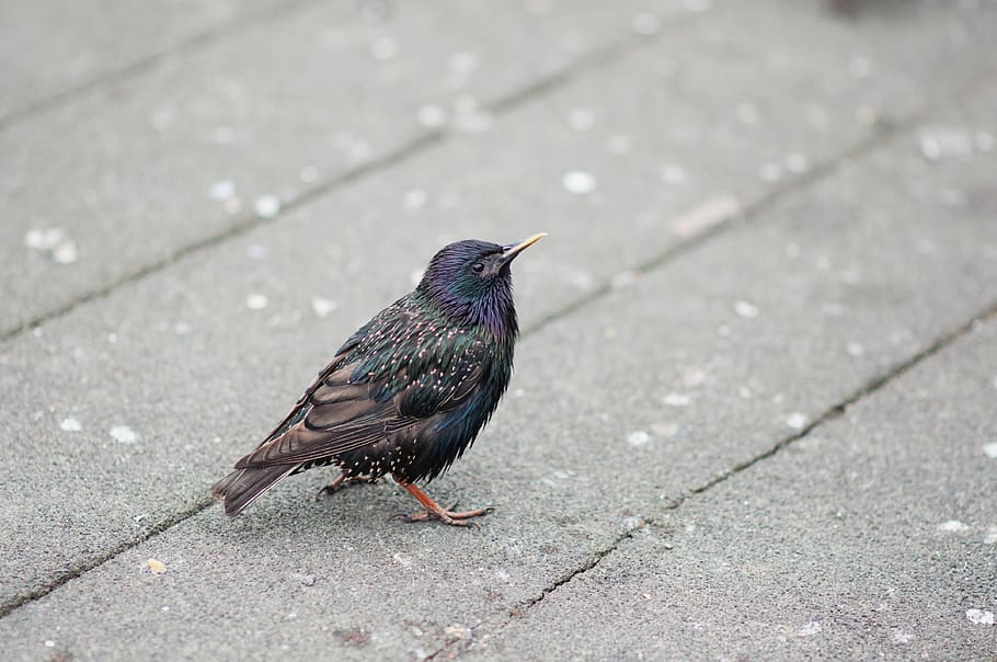 black and brown bird on the road, blackbird, agelaius, animal