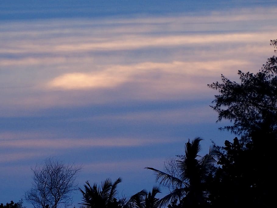 tree, sky, plant, cloud - sky, beauty in nature, tranquility HD wallpaper