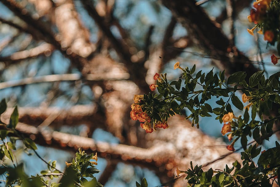 colombia, medellín, antioquia, plant, tree, growth, focus on foreground, HD wallpaper