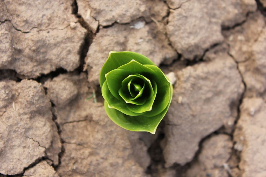 green, flower, plant, beauty in nature, close-up, green color HD wallpaper