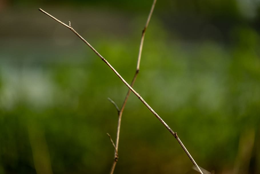 plant, focus on foreground, growth, close-up, nature, green color HD wallpaper