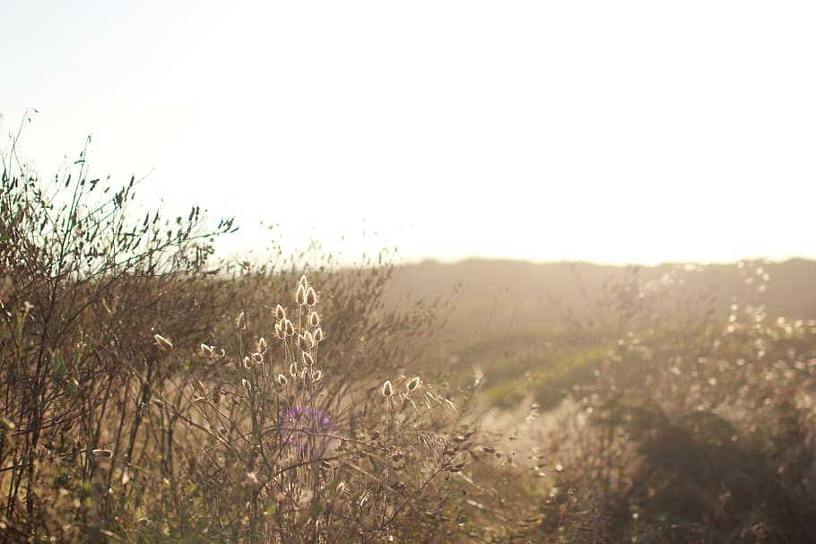 beach, green, plants, wind, peacefull, afternoon light, spring, HD wallpaper