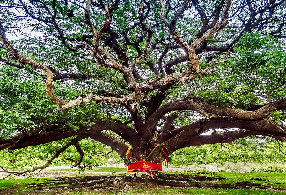 thailand, kanchanaburi, tree, monkeybean tree, forest, plant HD wallpaper