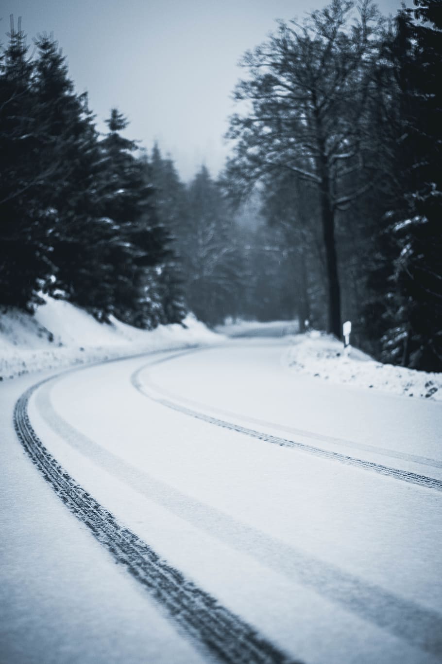 road between trees during daytime, plant, nature, snow, outdoors HD wallpaper