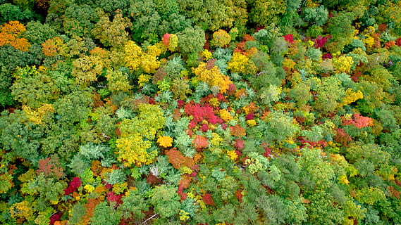green trees, plant, leaf, vegetation, bush, outdoors, rainforest HD wallpaper