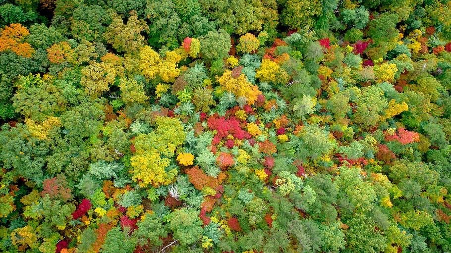 green trees, plant, leaf, vegetation, bush, outdoors, rainforest HD wallpaper