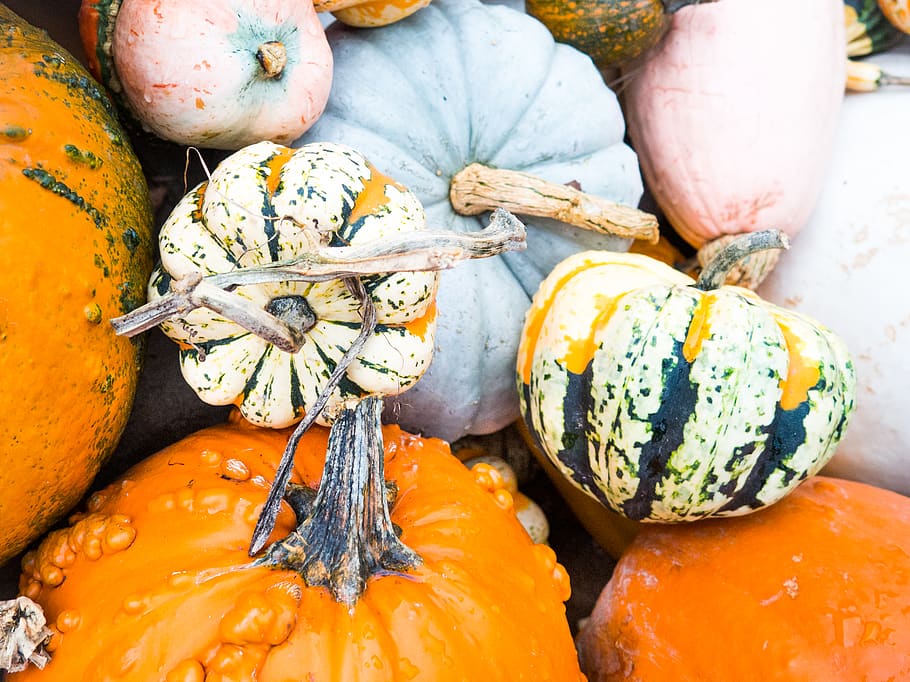pumpkins, halloween, fall, autumn, nature, food, food and drink HD wallpaper