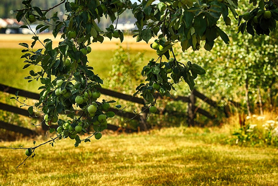 apple tree, apples, fruit, nature, plant, growth, food and drink HD wallpaper