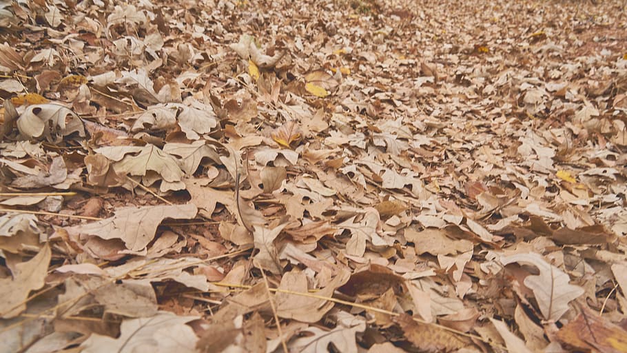 ground, plant, leaf, tree, soil, floor, fall, nature, background HD wallpaper