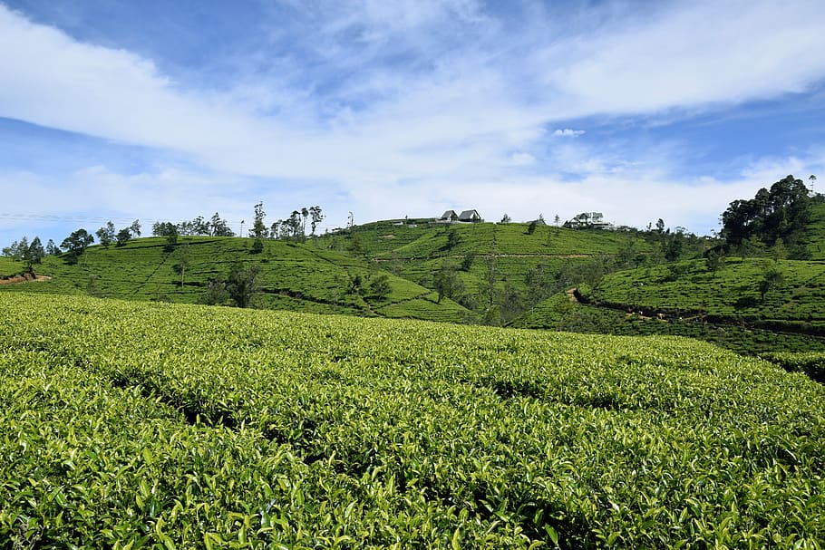 tea, sri lanka, ceylon, field, drink, plant, food, sky, foliage, HD wallpaper