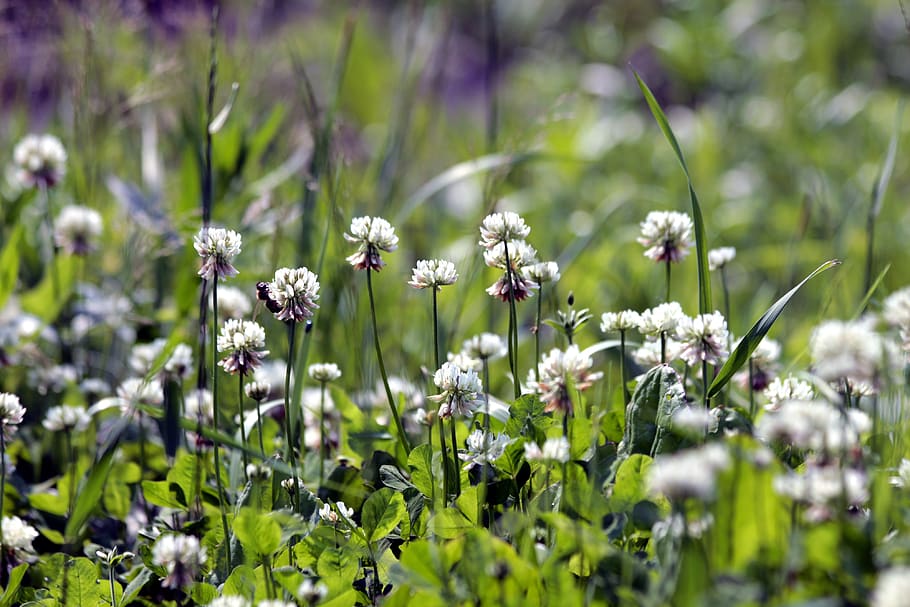 clover, bloom, white clover, grass, summer, nature, flowers, HD wallpaper