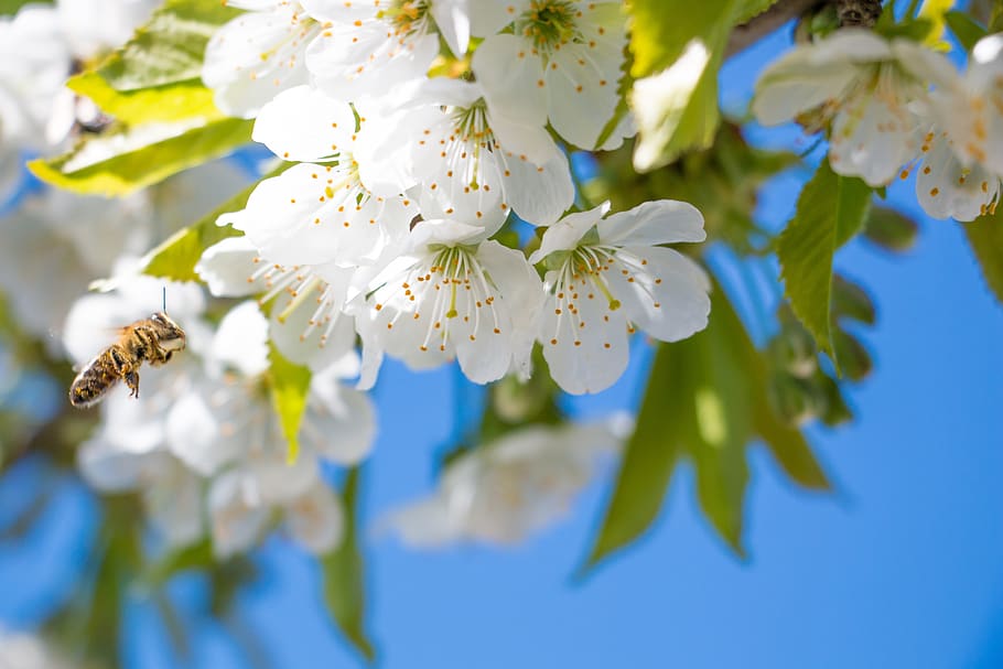 flower, cherry, color, spring, white, the honey bee, flowering plant HD wallpaper