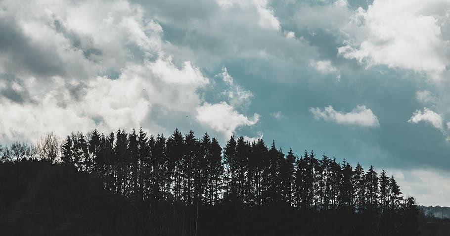 sky, bluesky, winter, dream, trees, cloud, plant, cloud - sky HD wallpaper