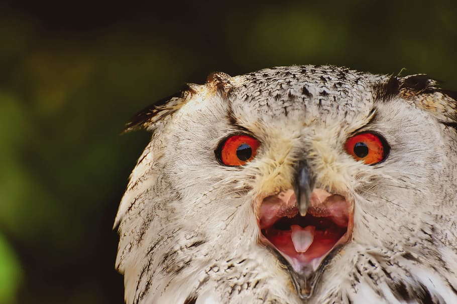 owl, bird, feather, eagle owl, animals, wild bird, cute, head HD wallpaper