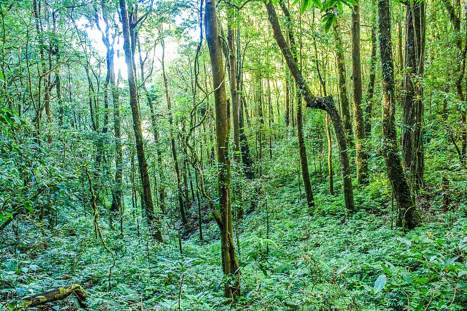 Green Trees, environment, forest, jungle, nature, plants, rainforest HD wallpaper