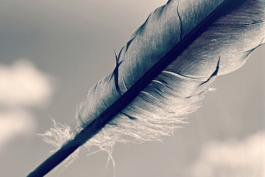 feather, quill, shaft, bird, plumage, plume, writing, vintage, HD wallpaper