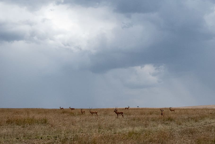 animals on grass field ], nature, outdoors, grassland, antelope HD wallpaper