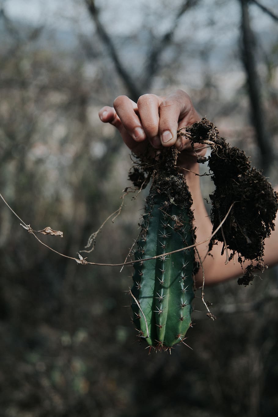 green cactus plant, insect, invertebrate, animal, root, finger HD wallpaper