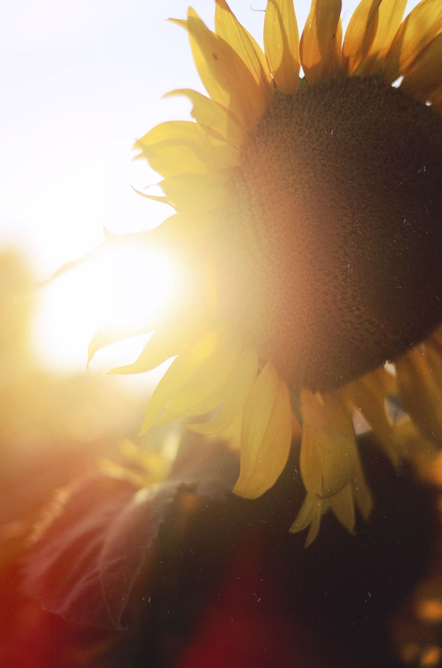 flare, light, sunlight, ooltewah, sunflower field, nature, summer HD wallpaper