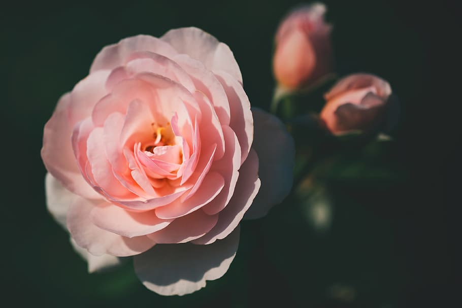 Pink Rose Closeup Photography, beautiful, bloom, botanical, bud HD wallpaper