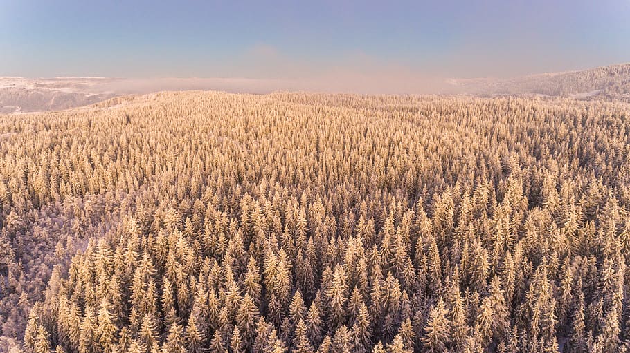 Close-up of Plants on Landscape Against Sky during Sunset, aerial HD wallpaper