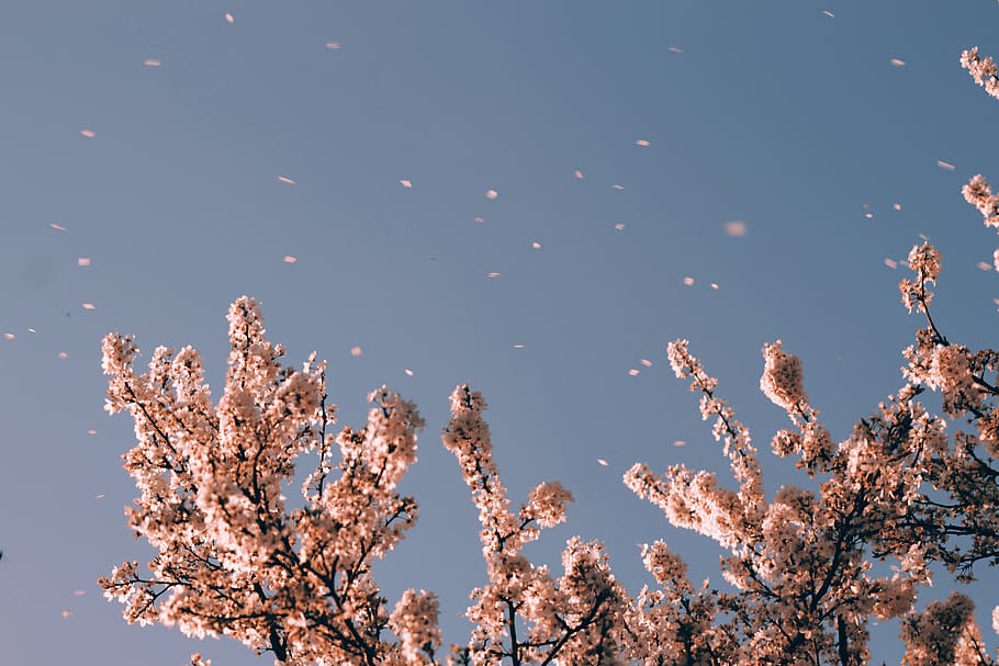 cherry blossoms, plant, growth, beauty in nature, flower, flowering plant HD wallpaper