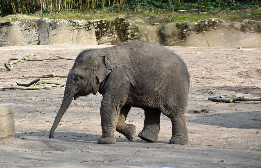 gray elephant, animal themes, animals in the wild, animal wildlife HD wallpaper