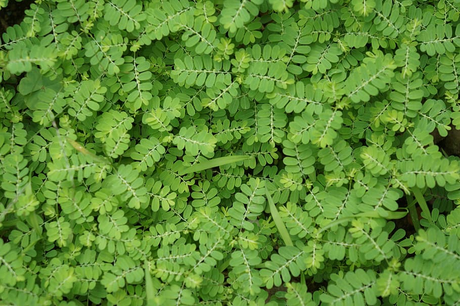 lawn, green, nature, green color, leaf, plant, plant part, full frame HD wallpaper