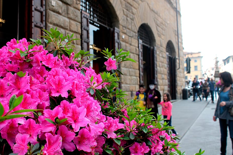 People Walking Beside Building, bloom, blooming, blur, city, cityscape HD wallpaper