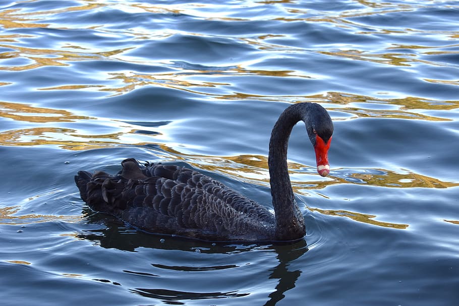 australia, melbourne, water, animal themes, animal wildlife HD wallpaper