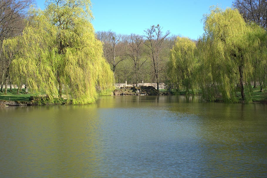 pond, spring, calden, tree, lake, water, park, nature, garden HD wallpaper