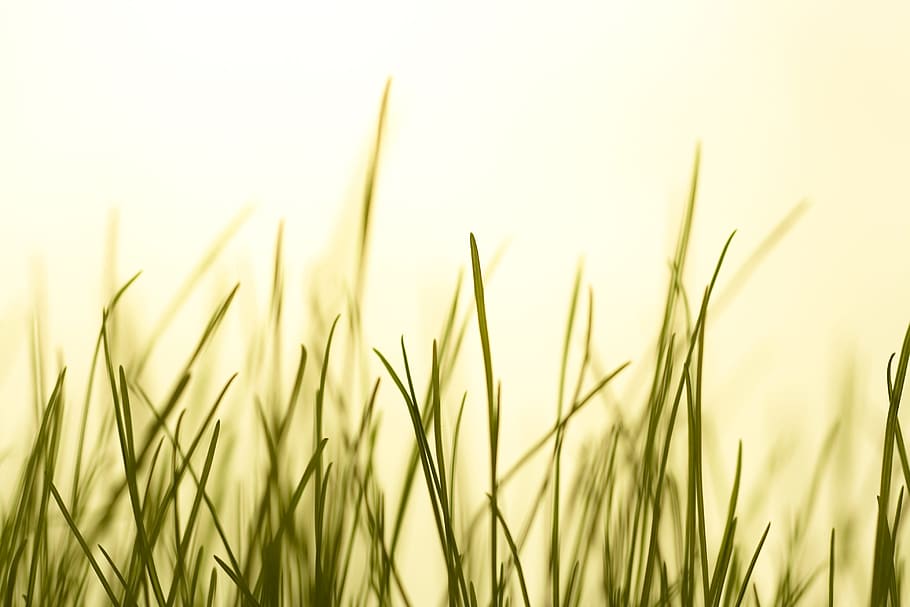 grass, green, growth, idyllic, isolated, lawn, macro, meadow HD wallpaper