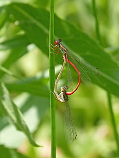 dragonfly, damselfly, leaf, pyrrhosoma nymphula, ferrer bed-black HD wallpaper