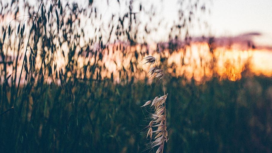 australia, hay, straw, beautiful, hot, travel, explore, amazing HD wallpaper
