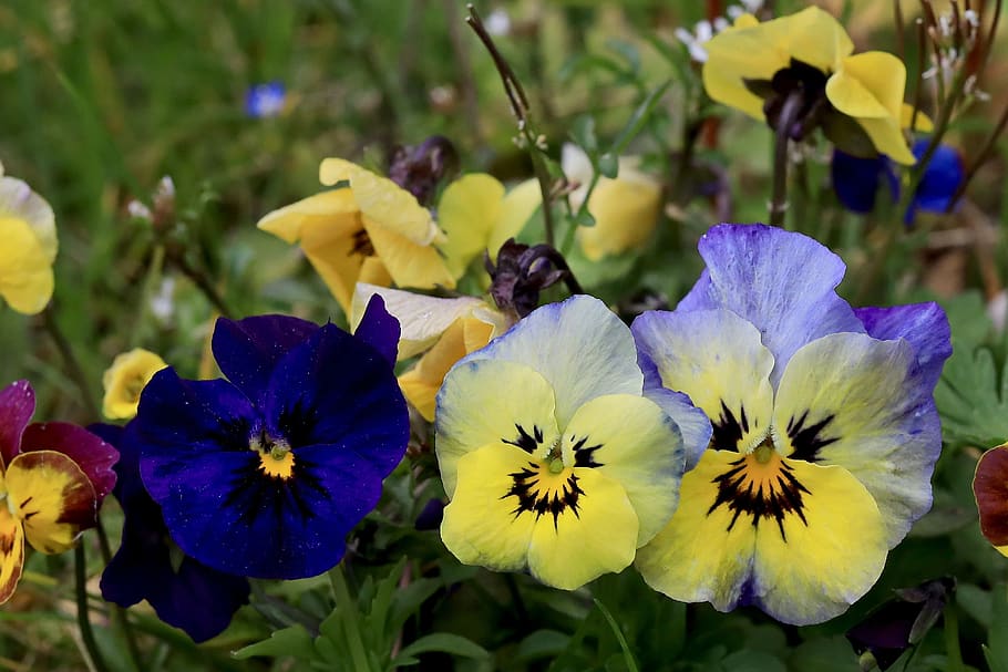 flowers, pansy, nature, spring, garden, plant, violaceae, smile HD wallpaper