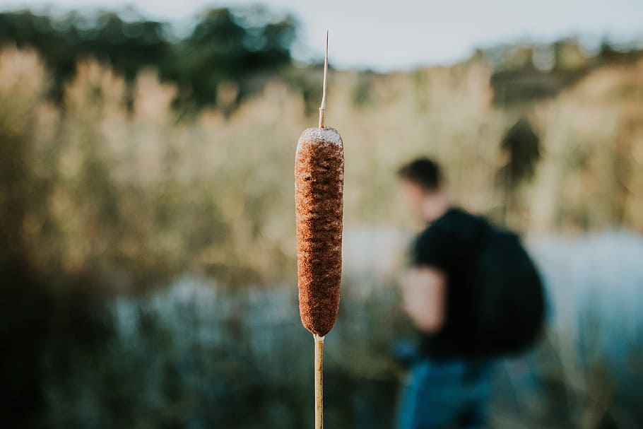 Close-up Photo Of Cattail Plant, grass, macro, focus on foreground HD wallpaper