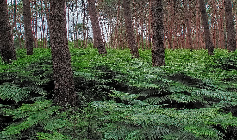 tree, forest, plant, land, trunk, tree trunk, growth, green color HD wallpaper