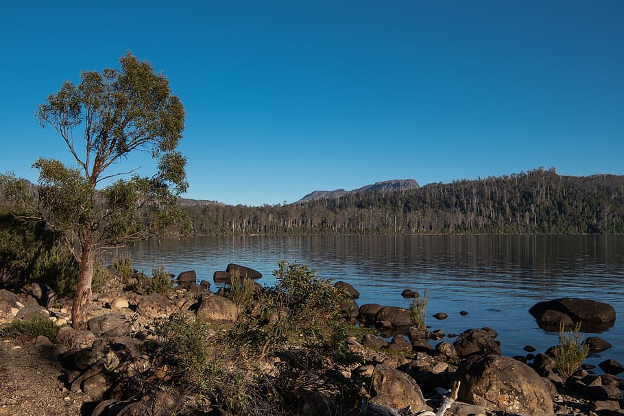 lake st clair, tasmania, cynthia bay, nature, landscape, peaceful, HD wallpaper